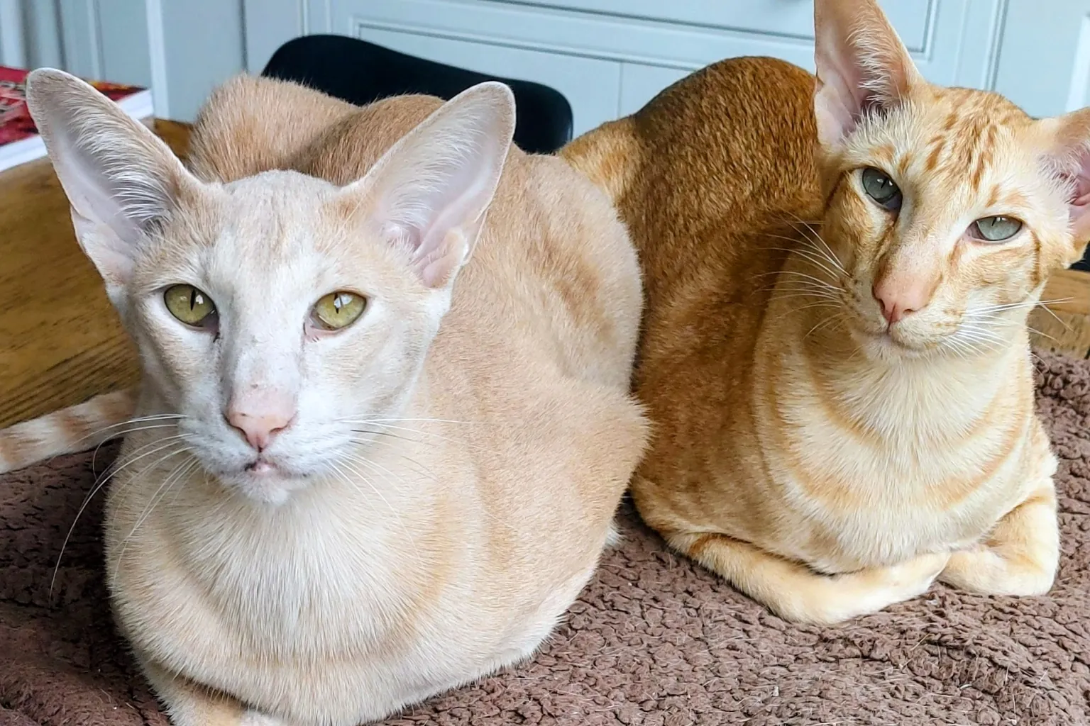 Ginger things up